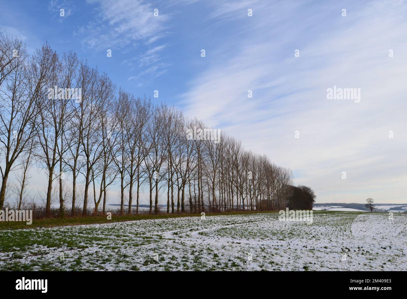 Eine Woche nach dem großen Schneefall am 11 2022. Dezember im Lullingstone Country Park, Kent, oben auf den North Downs im Winter eine Reihe von Pappeln. Im Winter Stockfoto