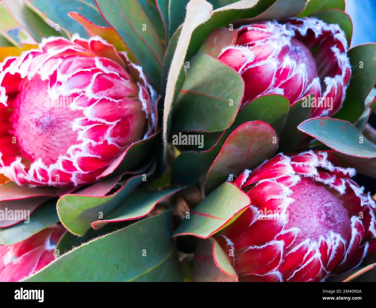 Protea – Nahaufnahme Stockfoto