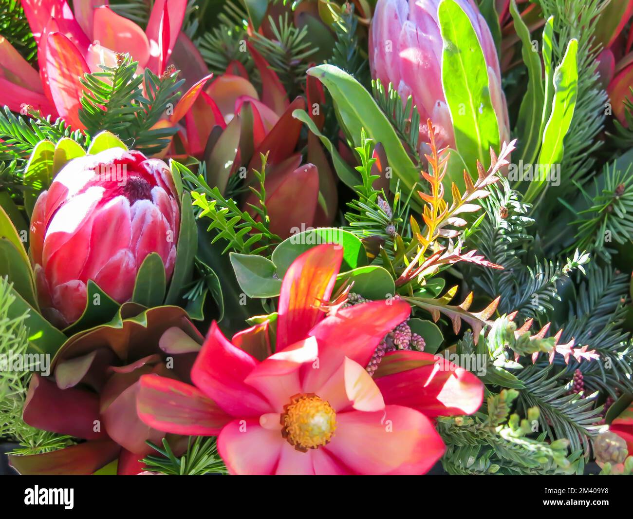 Protea – Nahaufnahme Stockfoto