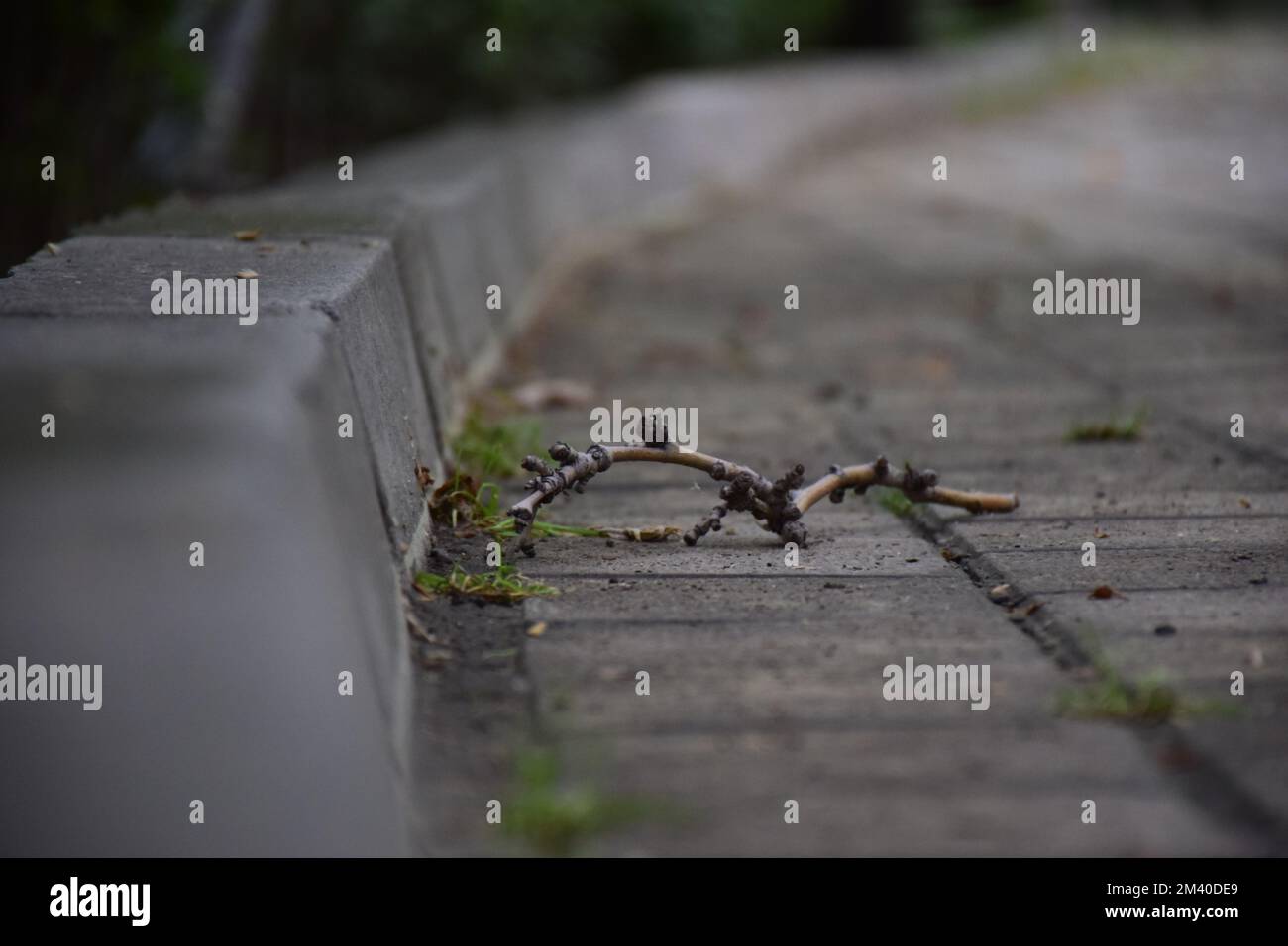 Ein toter Ast eines Baumes, der auf den Boden gefallen ist Stockfoto