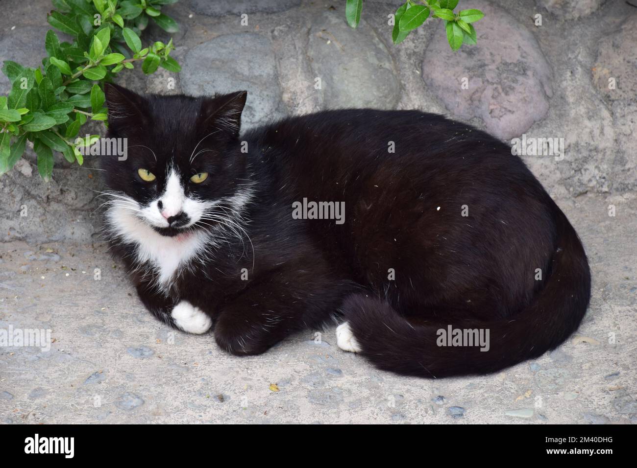 Wütende schwarze Katze, die auf dem Boden liegt Stockfoto