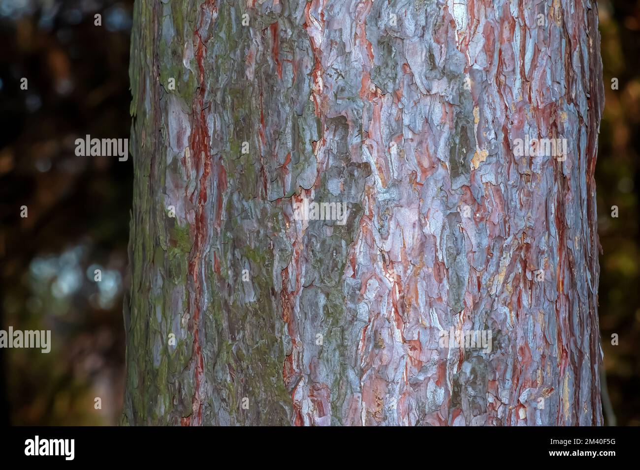 Nahaufnahme Pinienrinde. Konsistenz von Pinus Strobus oder Weymouth Pinienstamm. Hintergrund aus lebendem Holz. Haut der WaldNatur. Stockfoto