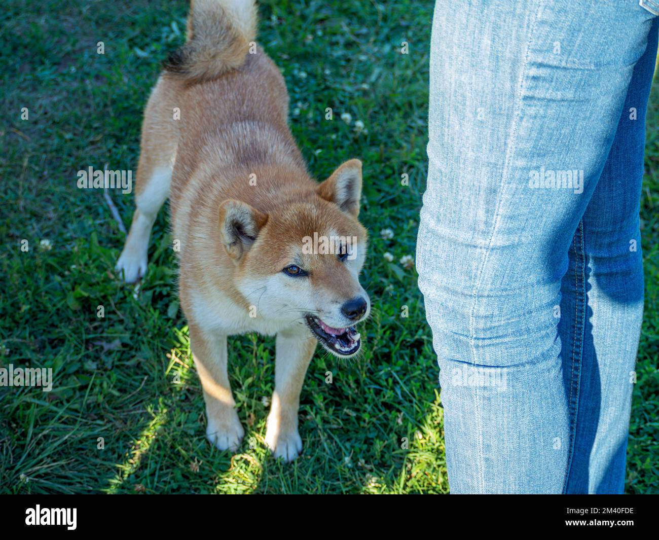 Shiba Inu spielt auf dem Hundespielplatz im Park. Netter Hund von shiba Inu Rasse Wandern in der Natur im Sommer. Wandern draußen. Stockfoto