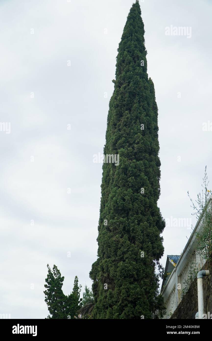 Pinienreihen vor einem weißen, wolkigen Himmel im Hintergrund Stockfoto