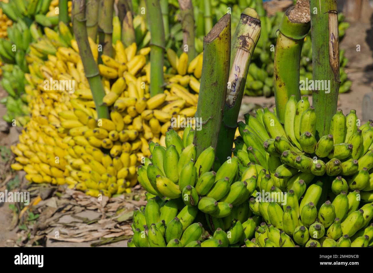 Grüne und gelbe Bananen auf dem Großhandelsmarkt auf der Straße Stockfoto