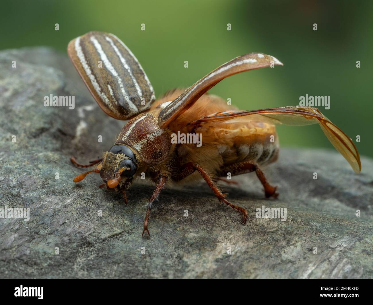 Seitenansicht eines zehn-säumigen Junikäfers (Polyphylla decemlineata) mit seinen harten Vorderflügeln (Elytra), die angehoben sind, und Flügeln, die sich entfalten Stockfoto