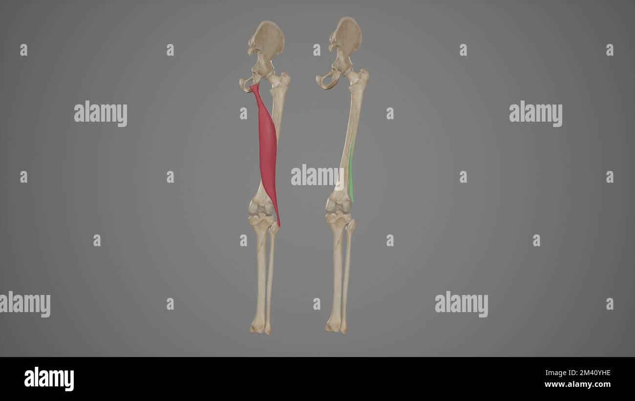 Anatomische Darstellung des Musculus Biceps femoris.3D-Rendering Stockfoto