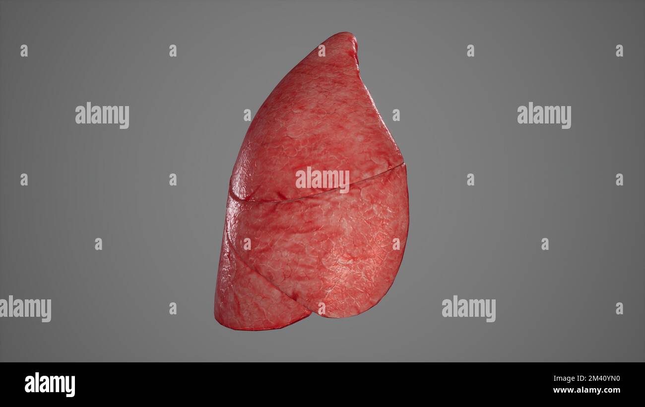 Anatomische Darstellung des Renderings „Right Lung.3D" (Rechte Lunge.1) Stockfoto