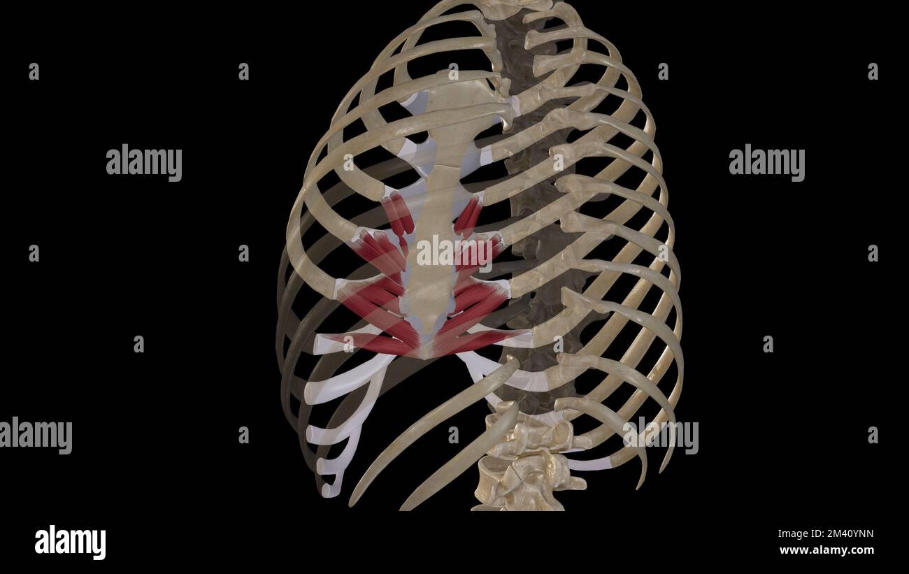 Anatomische Darstellung der transversus Thoracis Stockfoto