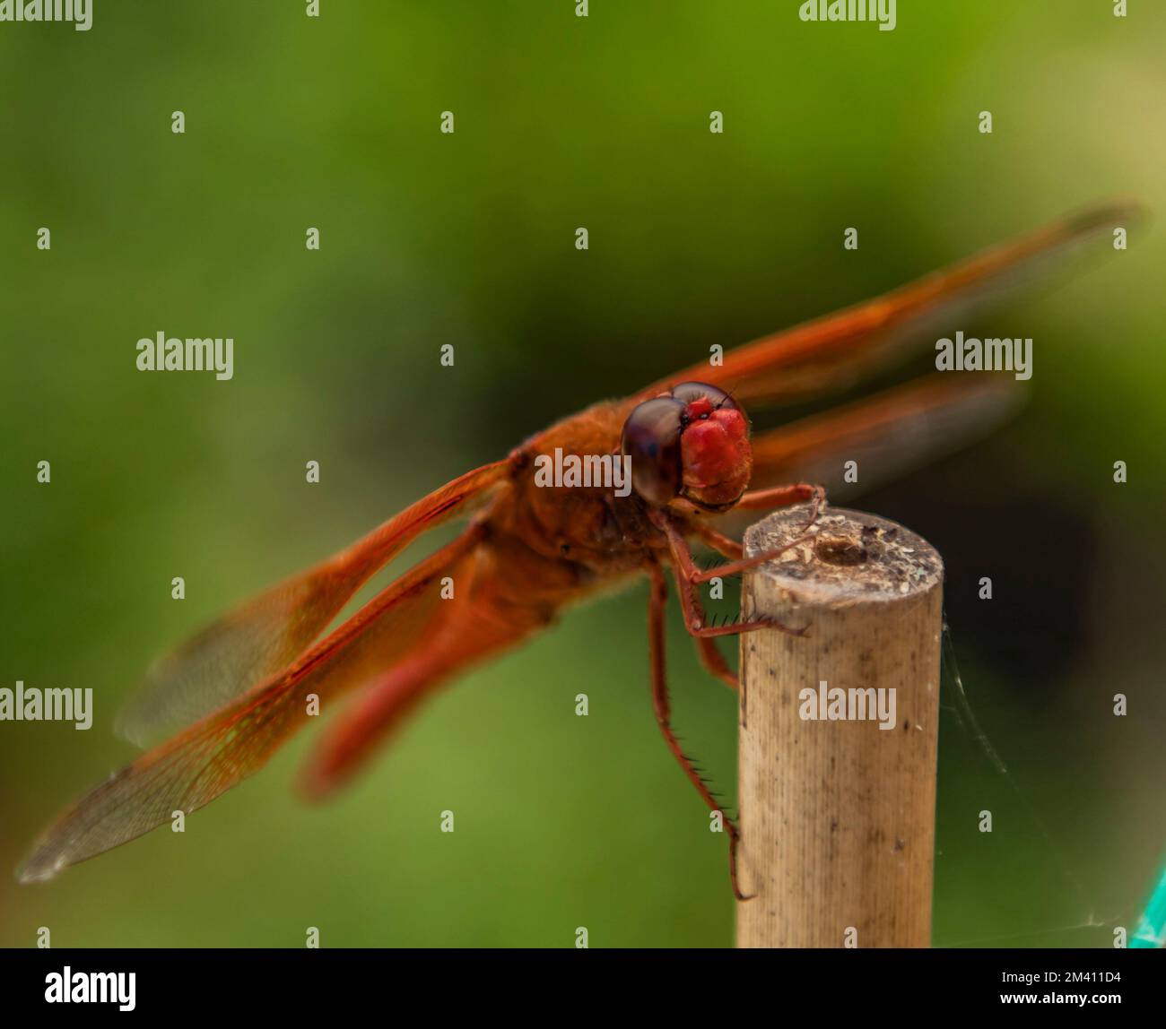 Eine männliche Flammenschimmerlibelle macht eine Lächelpause auf einem Bambuspfahl im Garten. Stockfoto