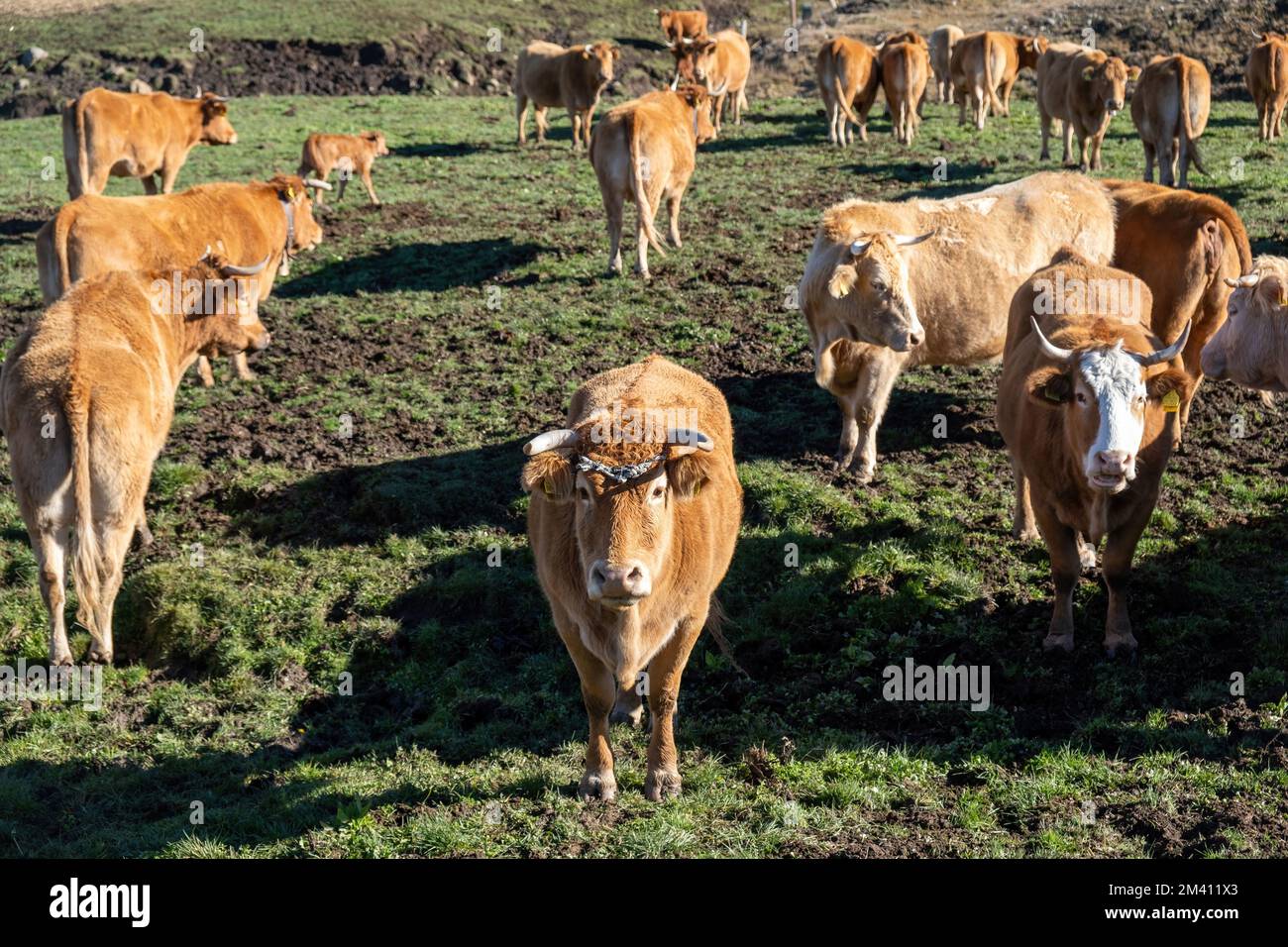 Kuhherde auf dem Feld, zwei starren in die Kamera. Braune Hörner kämpft auf der Weide, sonniger Tag. Viehbestand in Griechenland Stockfoto