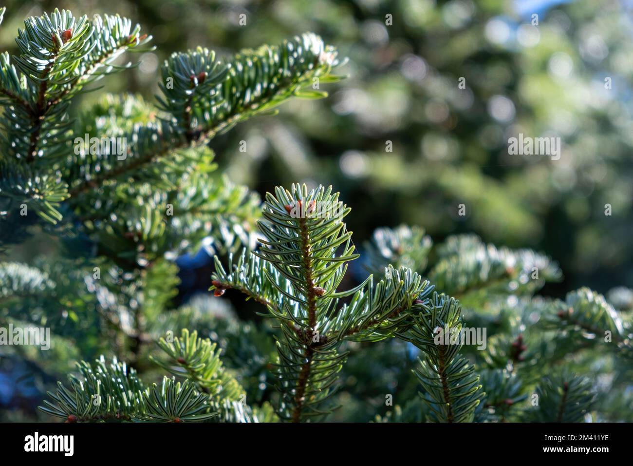 Tannenzweig, Fichtennadel, immergrüne Nadelpflanze aus der Nähe. Waldunschärfe im Hintergrund. Stockfoto