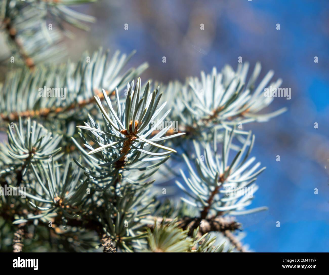 Tannenzweig, Fichtennadel, immergrüne Nadelpflanze aus der Nähe. Waldunschärfe im Hintergrund. Stockfoto