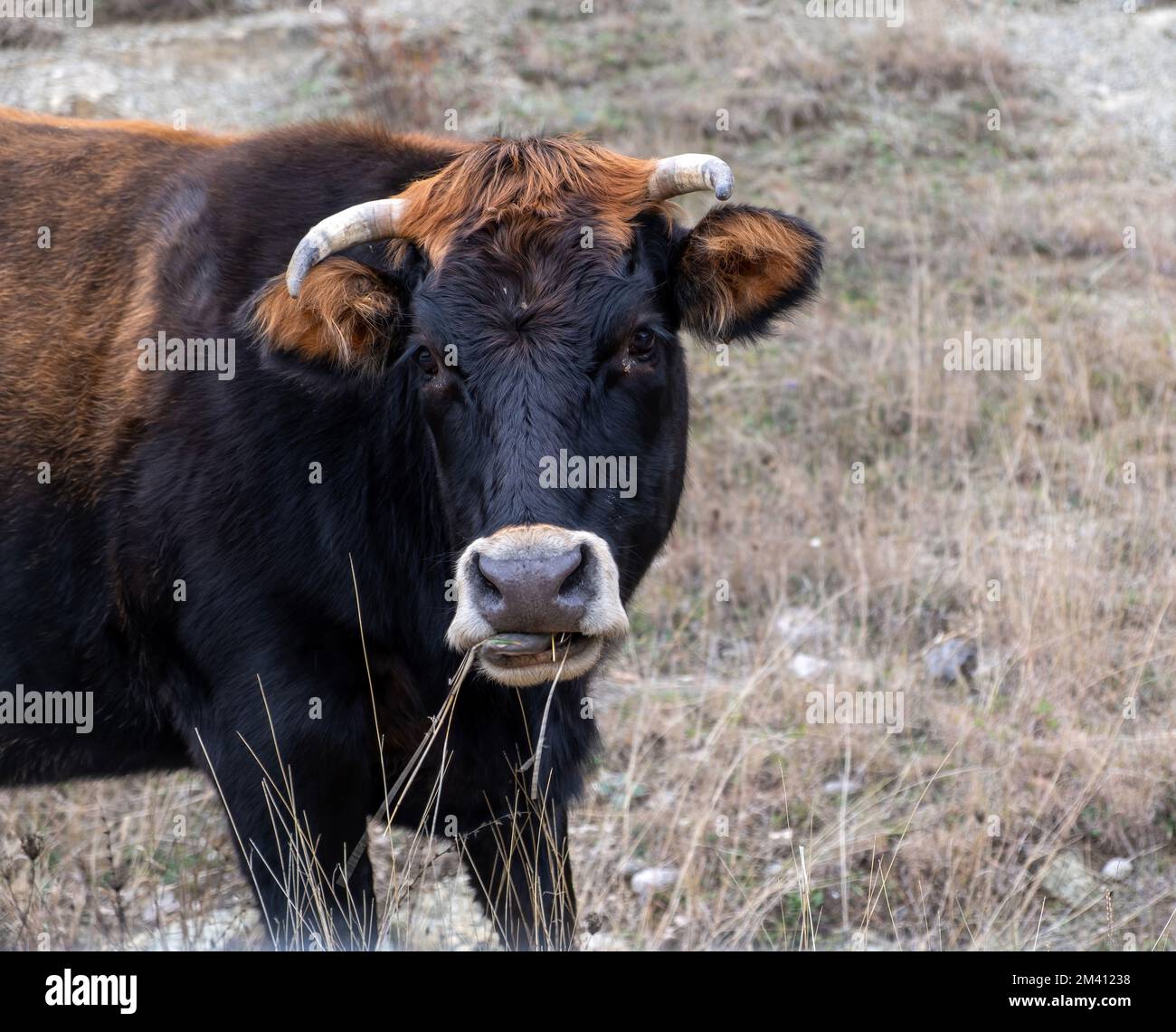 Brauner schwarzer Bulle, der auf die Kamera schaut, Nahaufnahme. Rinder mit Kuhhörnern, die auf dem Feld weiden. Landwirtschaft und Viehzucht Stockfoto