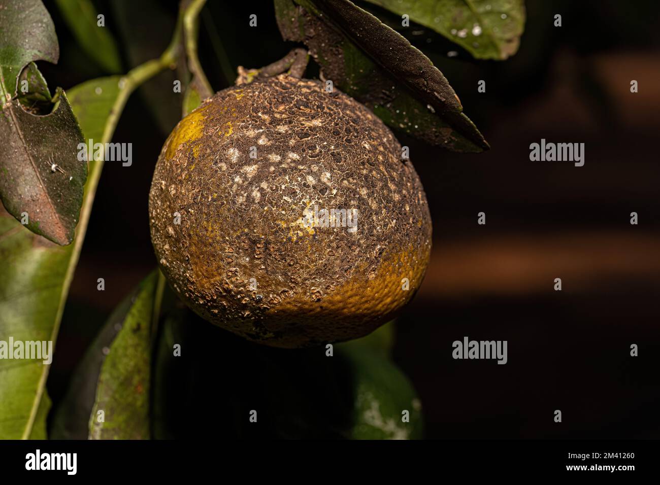 Schwarzer Sooteschimmel der Gattung Capnodium auf einem Rangpur-Obstbaum der Gattung Citrus Stockfoto