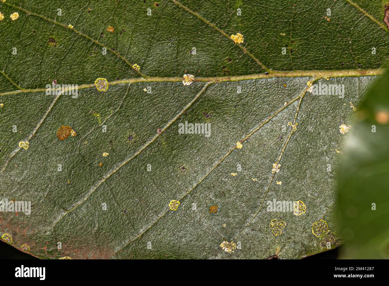 Höhere Ascomycetes-Pilze der Gattung Strigula auf Avocadoblättern Stockfoto