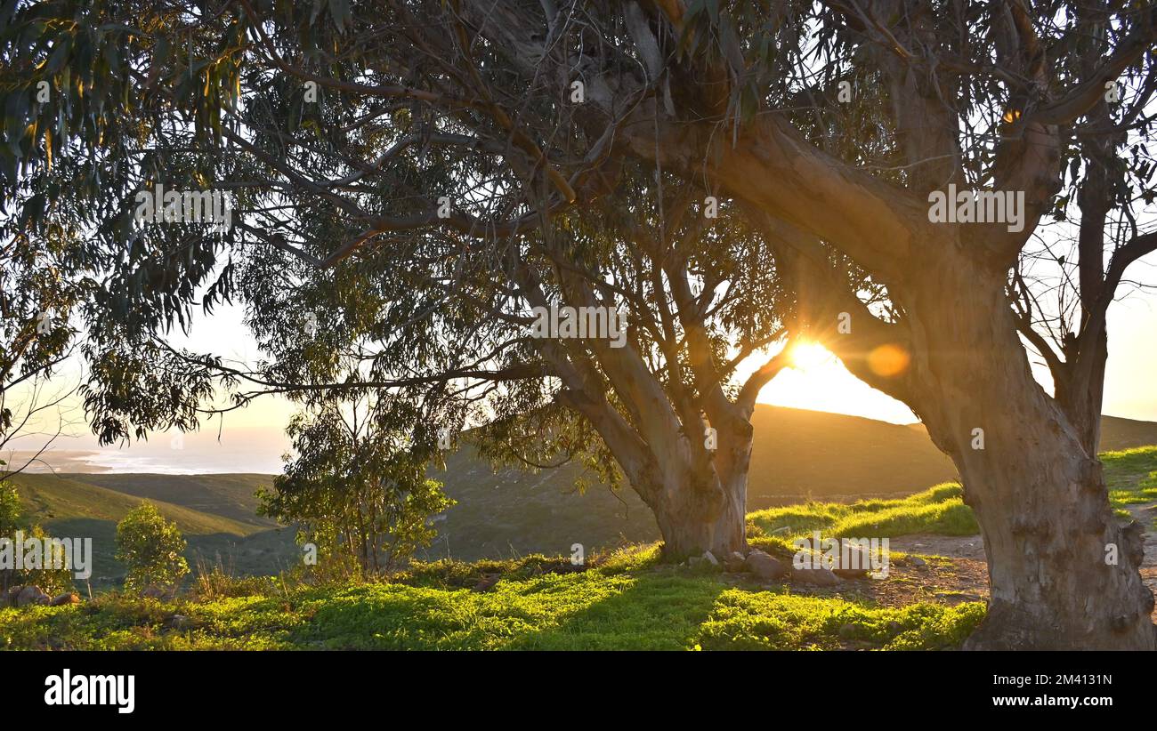 Ein wunderschöner Schuss goldener Sonnenstrahlen, die durch die Baumstämme in der Bergregion scheinen Stockfoto