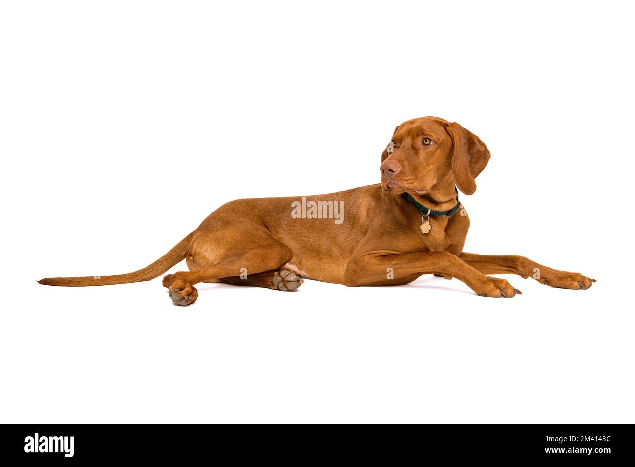 Wunderschönes studioporträt mit ungarischer Vizsla. Hund mit Tierkragen, dessen Namensschild von der Kamera abgewandt ist, isoliert auf weißem Hintergrund. Stockfoto