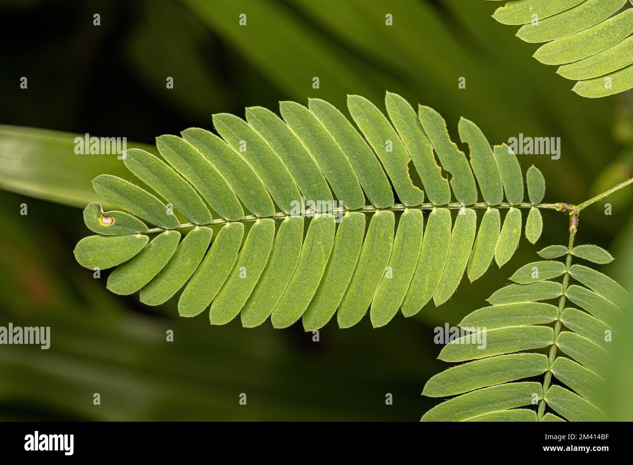 Kleine empfindliche Pflanze der Gattung Mimosa Stockfoto