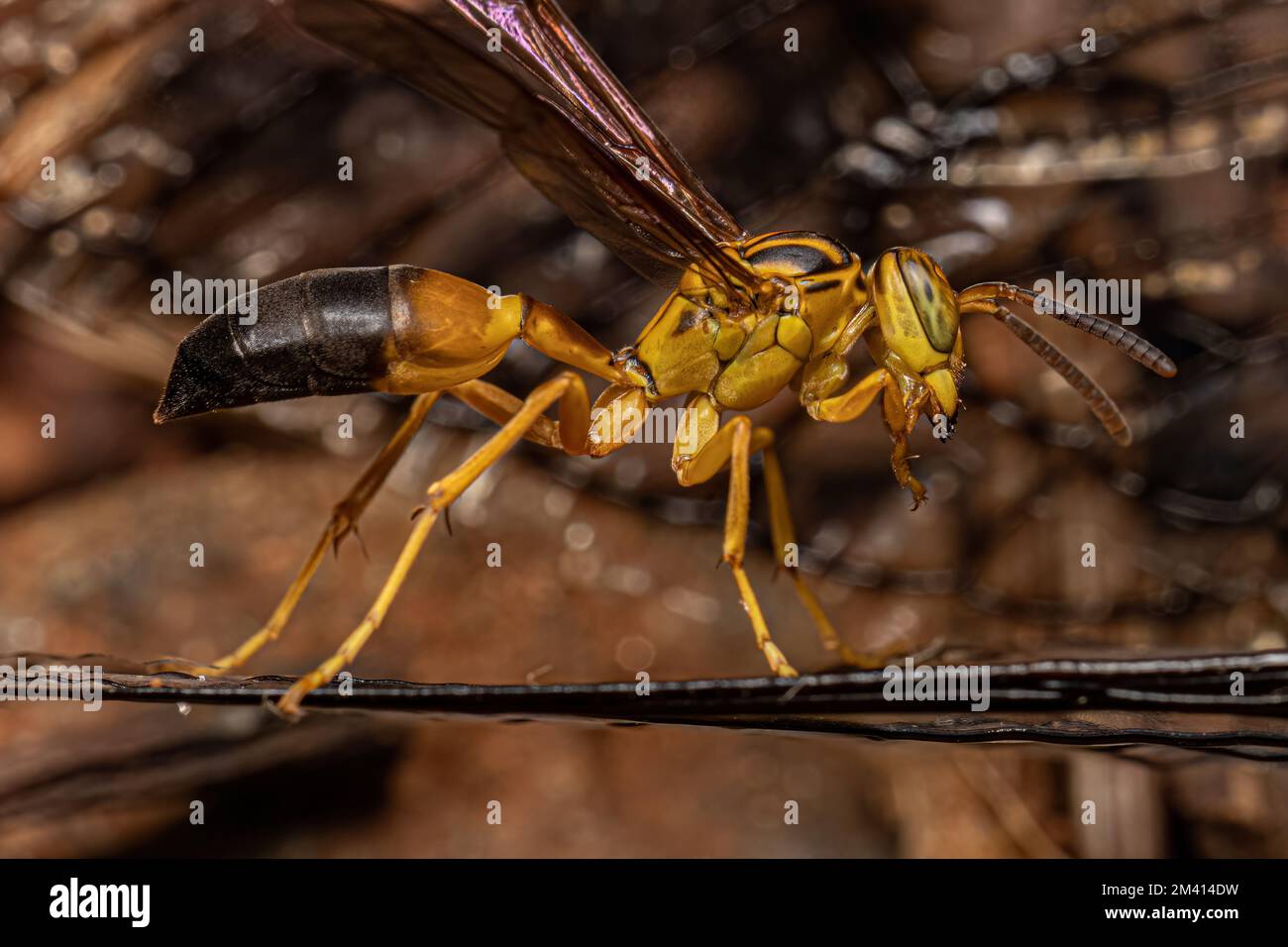 Erwachsene gesellige Papierwaspe der Art Agelaia pallipes Stockfoto