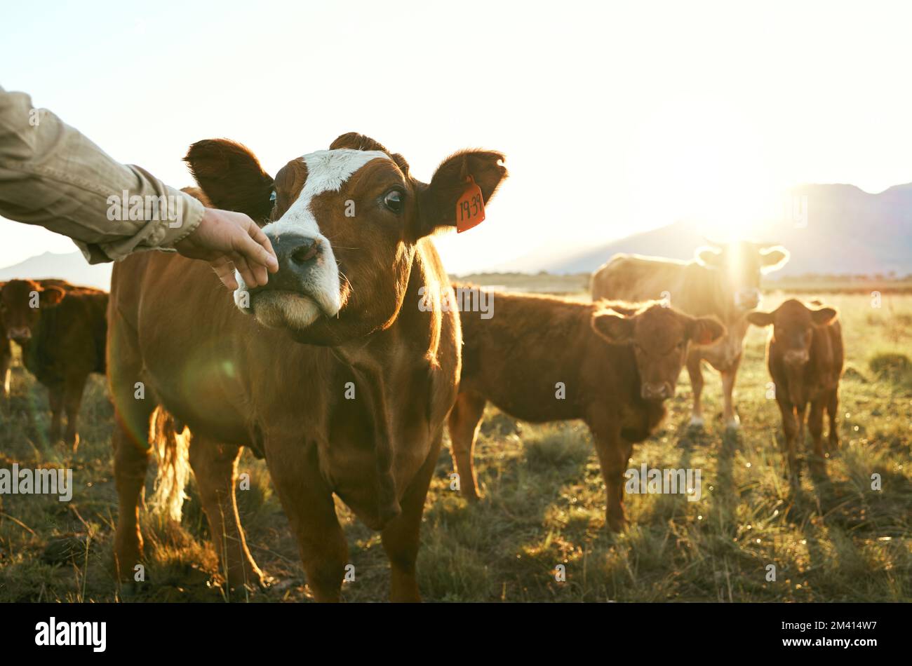 Landwirtschaft, Kuh und Pflege mit der Hand des Landwirts für Nachhaltigkeit, Milchproduktion und Natur auf dem Land. Gras, Ernährung und Vieh mit Tieren Stockfoto
