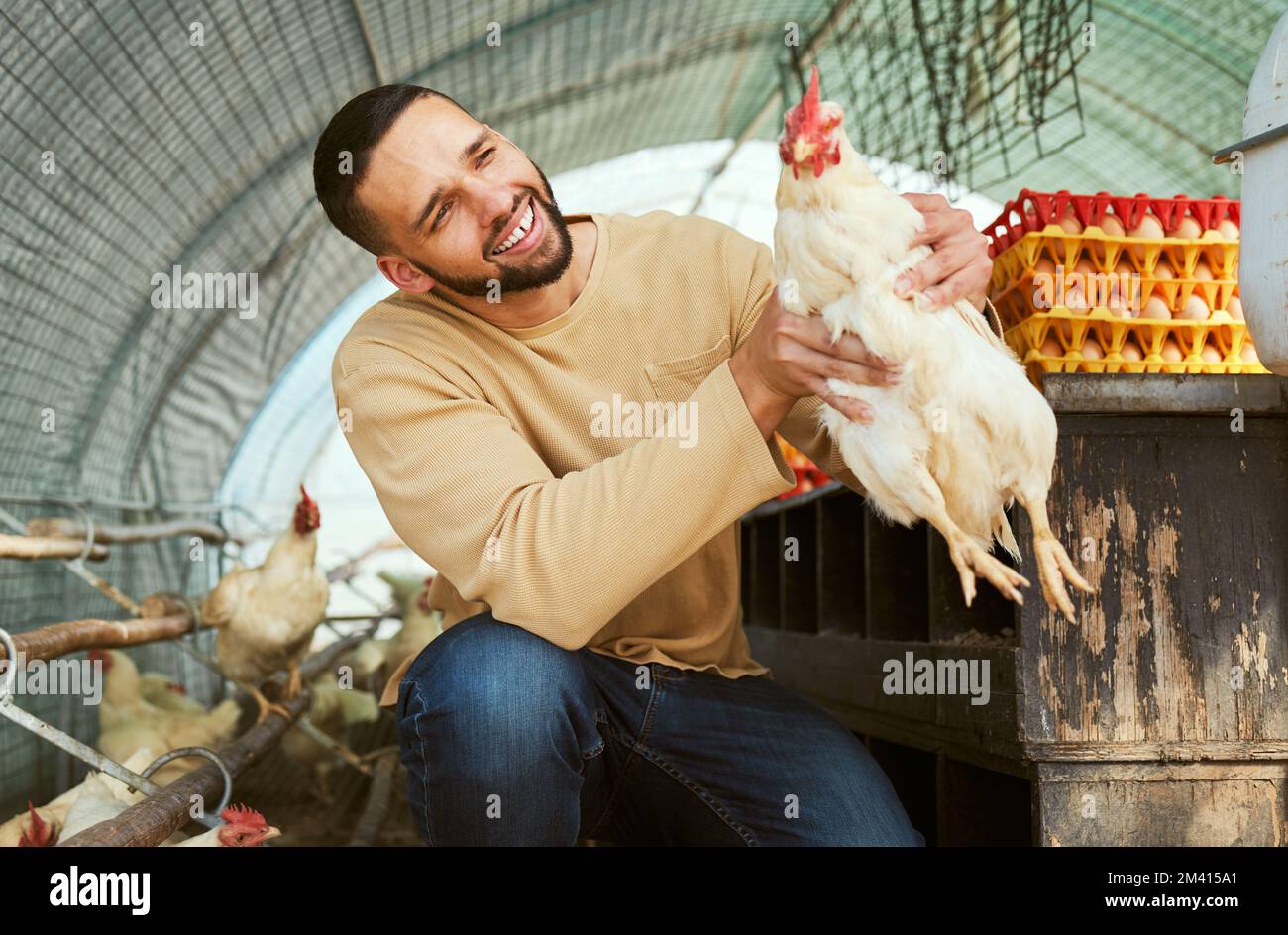Hühnerzüchter, Tiere und Landwirtschaft mit einem Mann, der einen Hahn hält, um die Versorgung mit Geflügel auf dem Land zu pflegen, zu Gesundheit und Wohlbefinden zu bringen. Ein glücklicher Mann Stockfoto