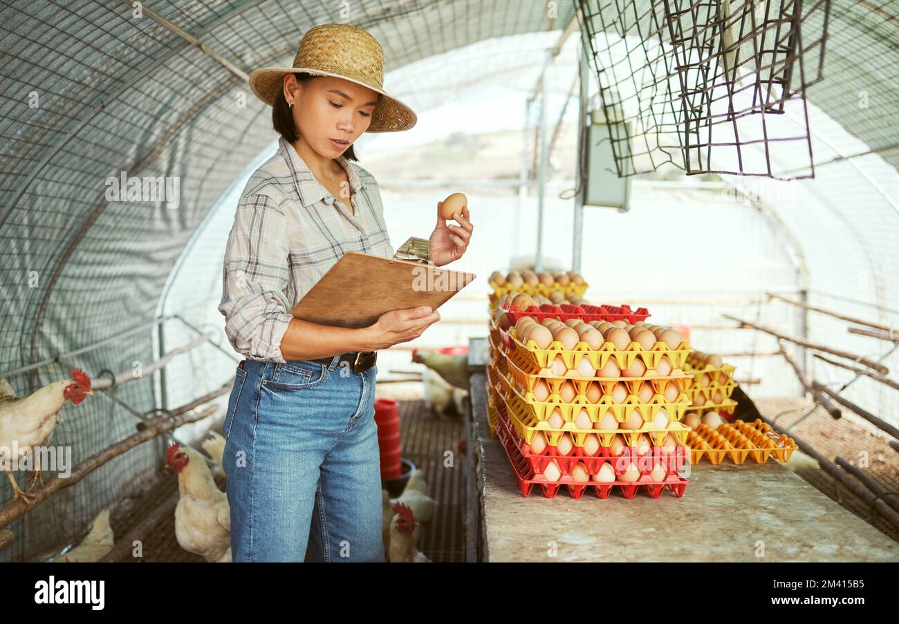 Frauen-, Klemmbrett- oder Hühnereier bei Ausfuhrverkäufen in landwirtschaftlichen Betrieben, Bestandsverwaltung oder Überprüfung von Importaufträgen. Asiatische Landwirte, Geflügel oder Vogelprodukte für Stockfoto