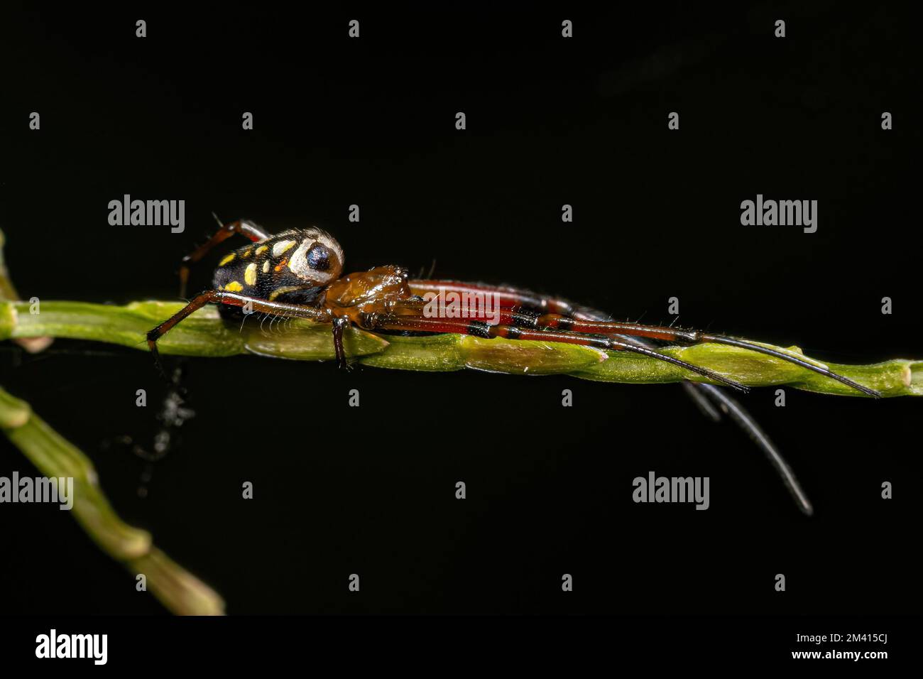 Kleine Orchideenspinne der Gattung Leucauge Stockfoto