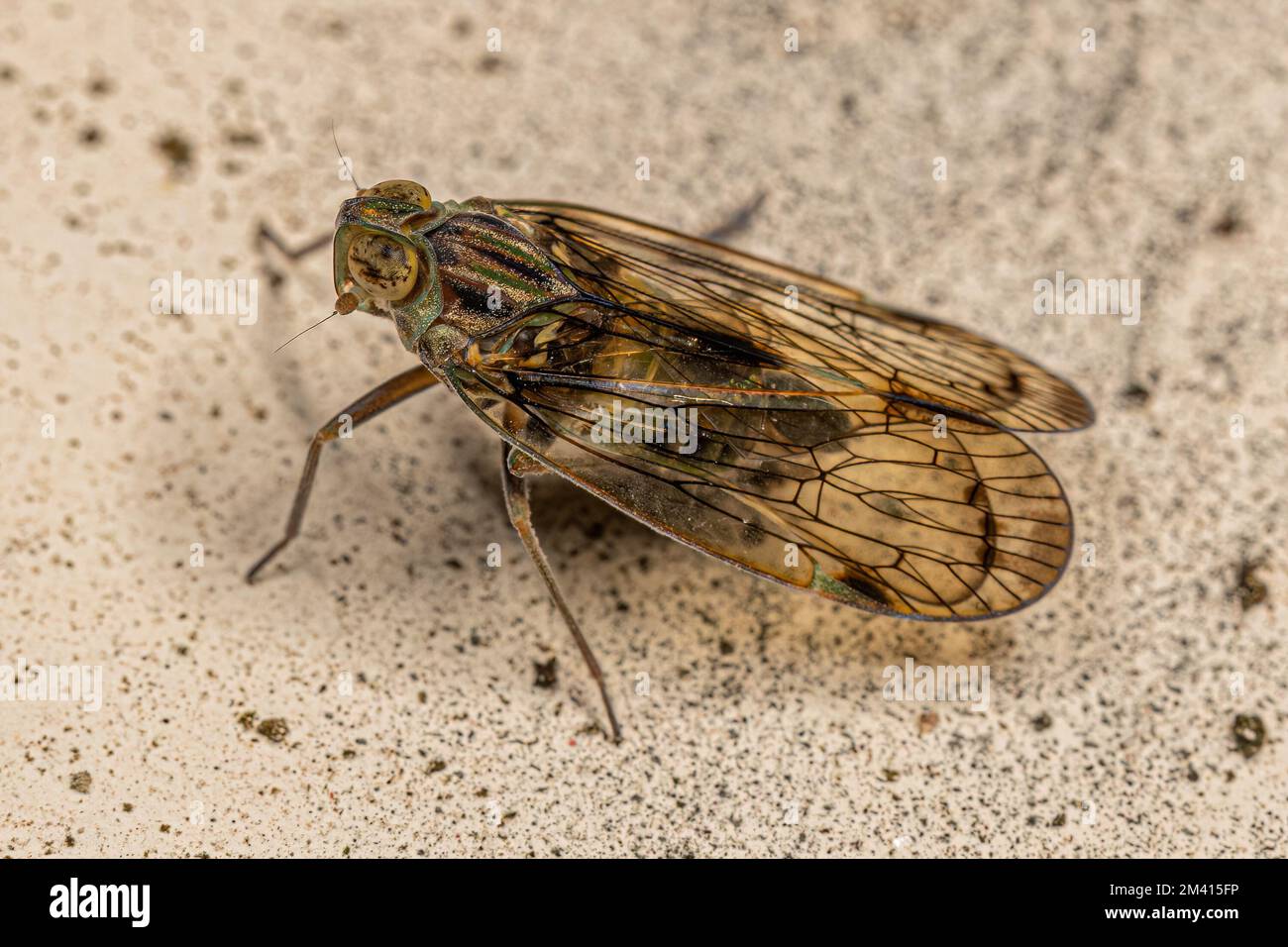 Erwachsener kleiner Planthopper-Insekt des Stammes Pentastirini Stockfoto