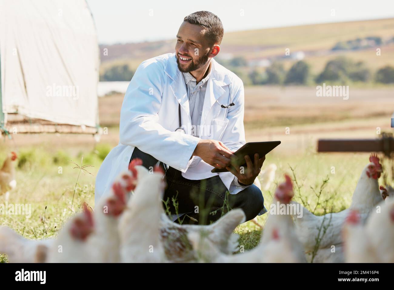 Mensch, Veterinär oder Tablette auf Hühnerfarm im Gesundheitswesen Wellness Check, Wachstumshormon Management oder Vogelgrippe Hilfe. Lächeln, glücklich oder Tierarzt mit Stockfoto