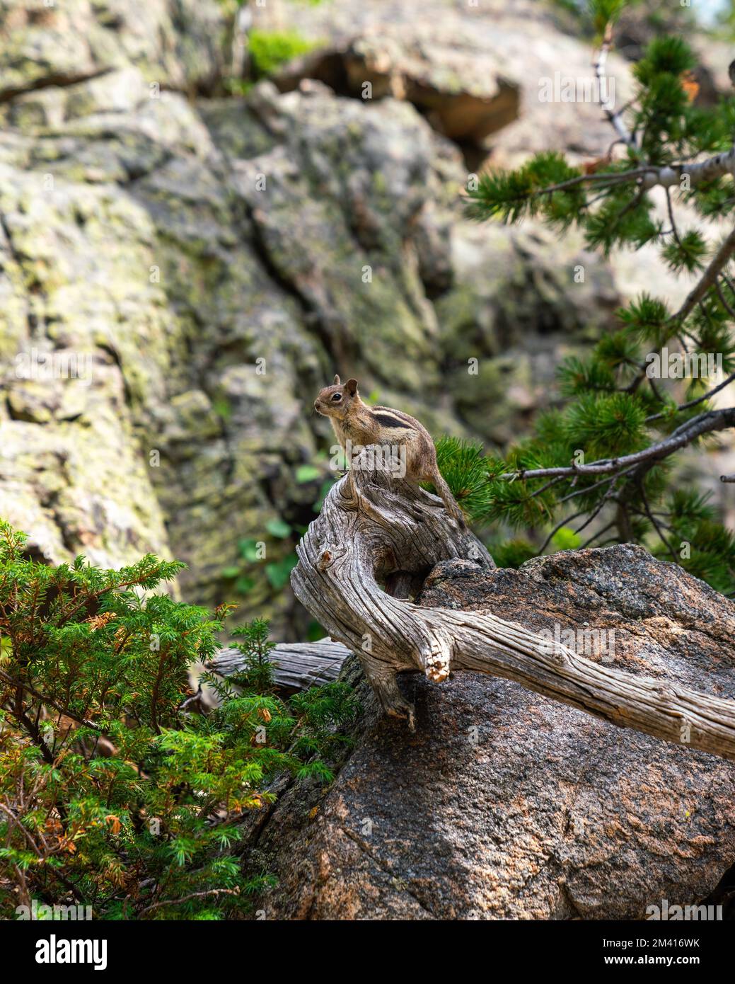 Ein vertikales Bild eines süßen kleinen Eichhörnchens auf einem Baumstumpf in der alpinen Wildnis Stockfoto