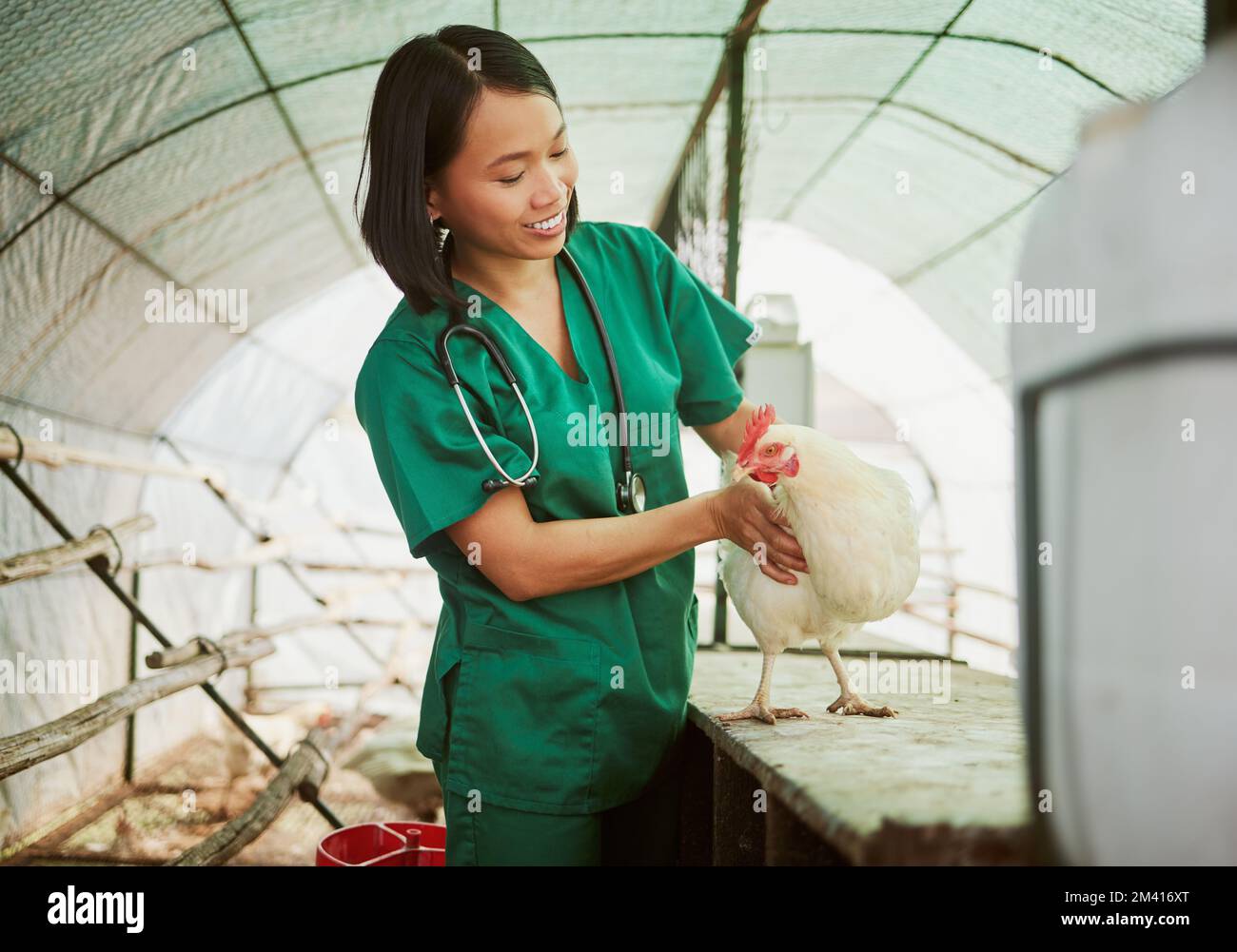 Veterinär, Huhn und medizinisch mit Frau auf dem Bauernhof für Landwirtschaft, Gesundheit und Krankheit. Hilfe, Geflügel und Kranke mit Tierkrankenschwester in der Hangarscheune Stockfoto