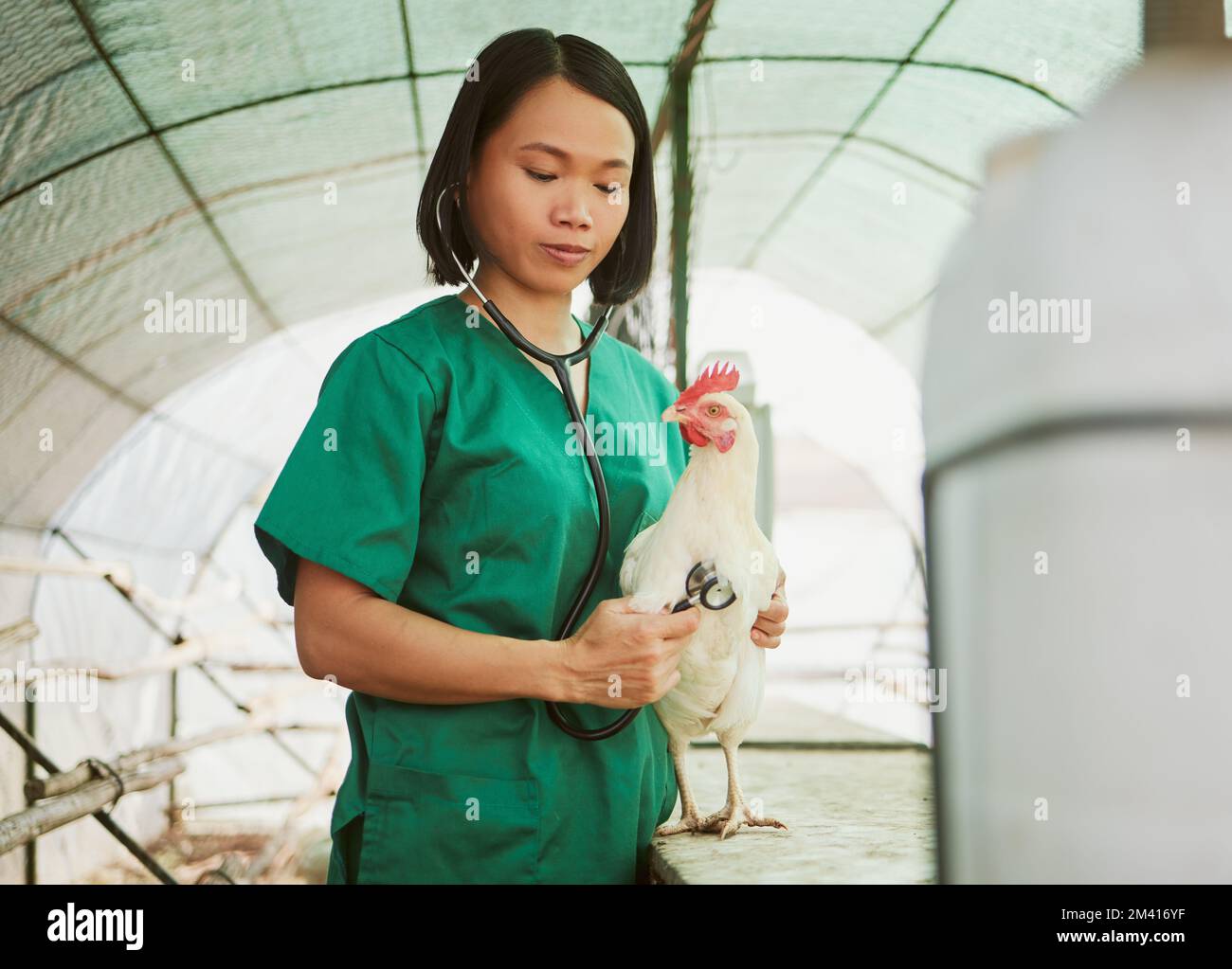 Stethoskop, Tierarzt und asiatische Frau mit Huhn auf dem Bauernhof für Gesundheitsuntersuchungen, Tests oder Untersuchungen. Herzschlag, Wellness oder Tierarzt mit Werkzeug Stockfoto
