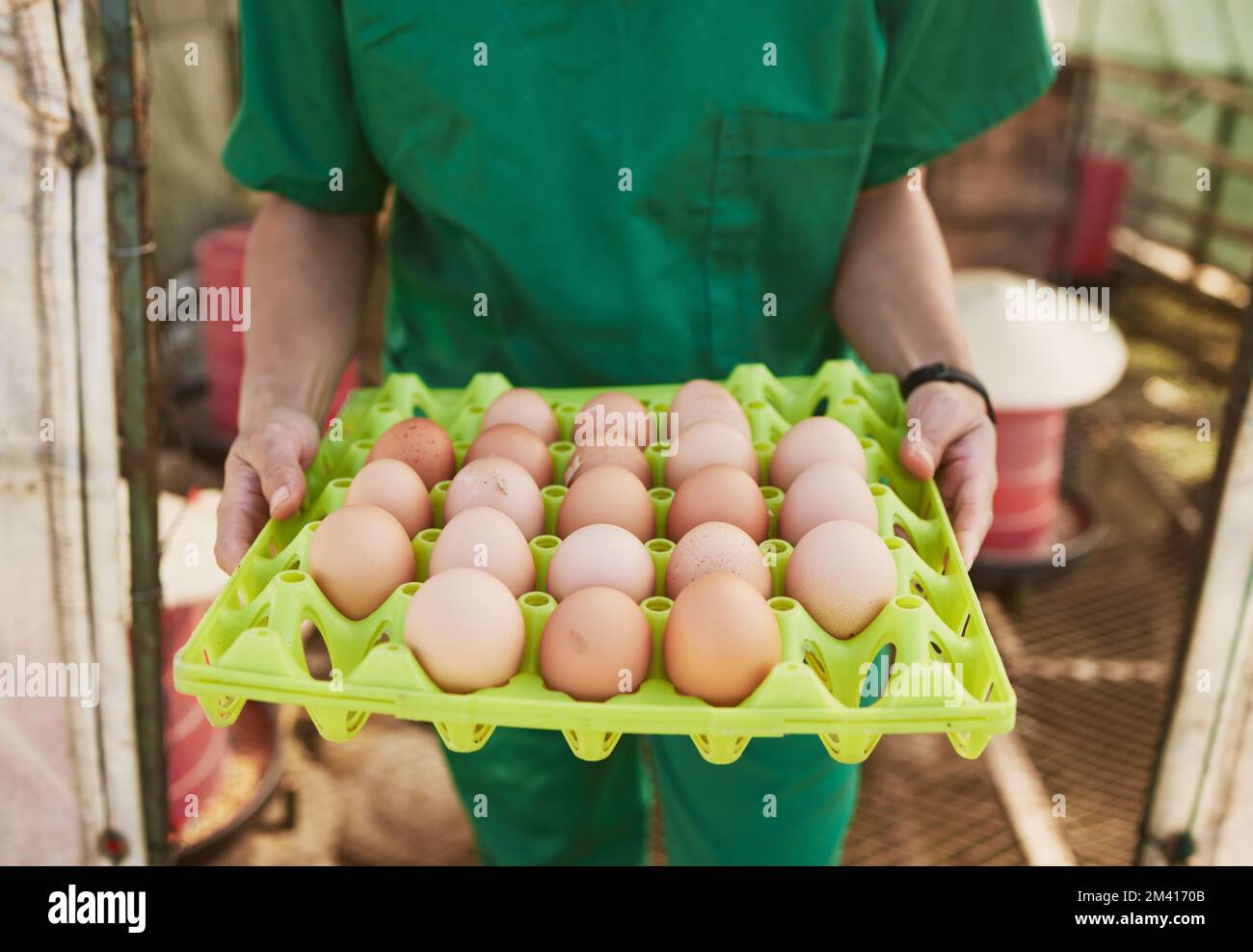 Farm-, Gesundheits- und Tierärztin mit Ei für die Gesundheitskontrolle von Tierzuchtprodukten, Hühnereiern oder Bauernprodukten. Nachhaltigkeit, Qualität Stockfoto