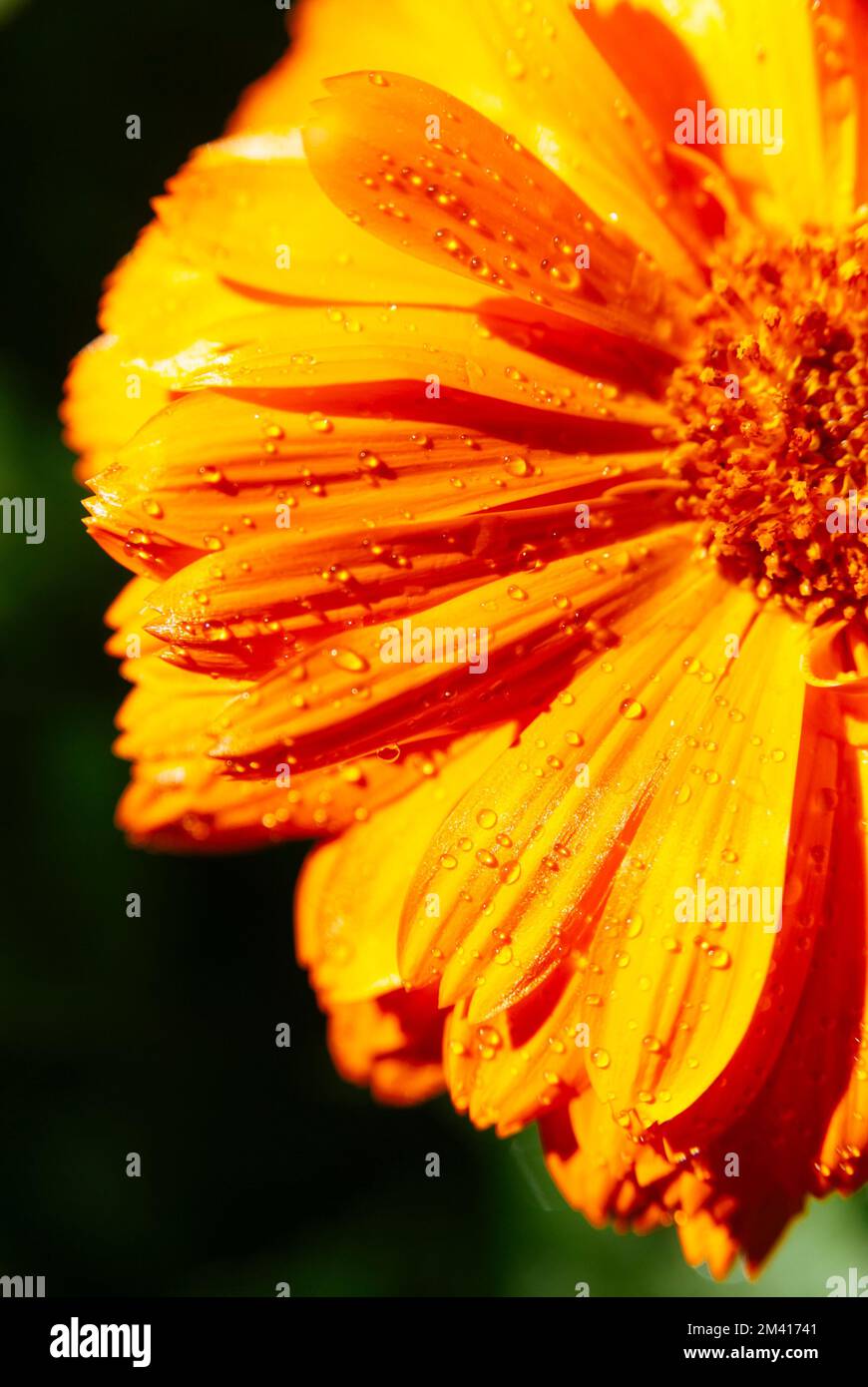 Topf Marigold (Calendula officinalis) mit Wassertropfen. Die Blume wurde in alten griechischen, römischen, arabischen und indischen Kulturen als Heilkraut verwendet Stockfoto