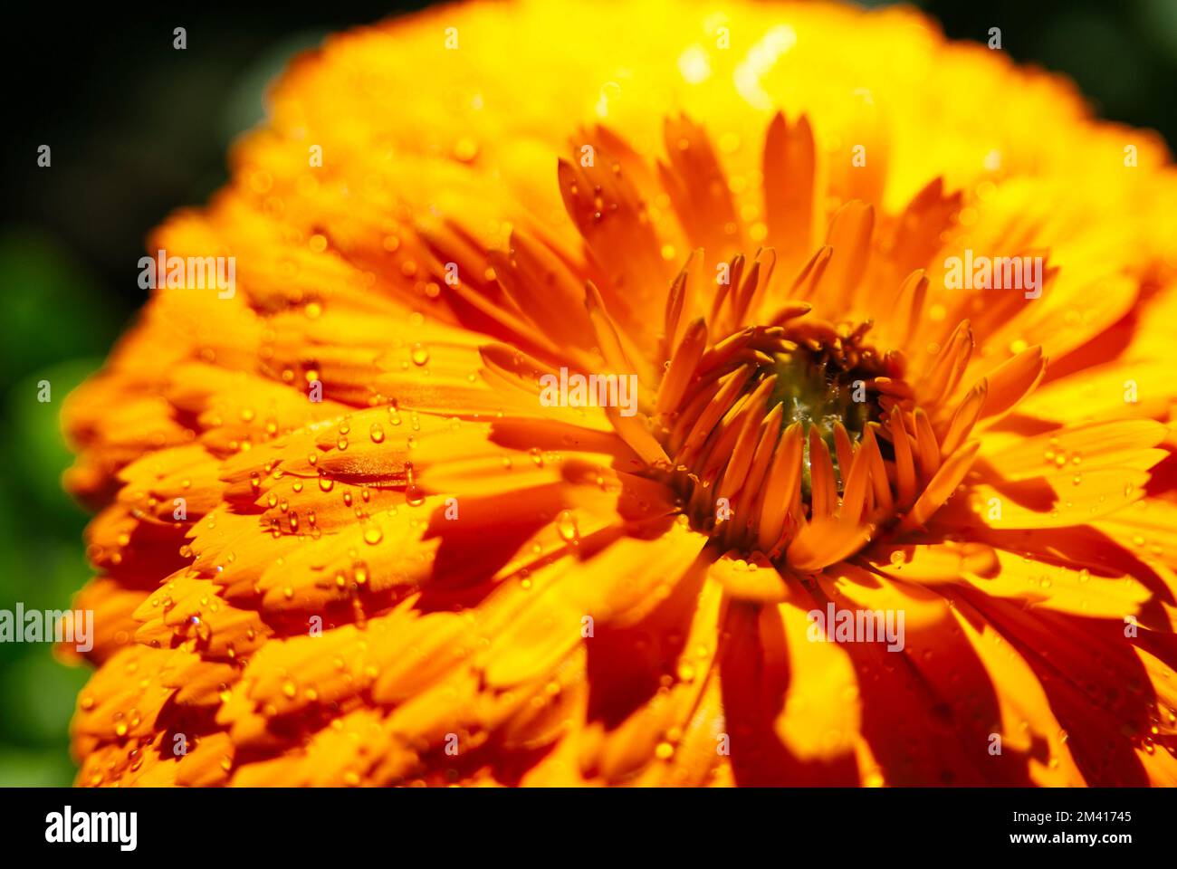 Topf Marigold (Calendula officinalis) mit Wassertropfen. Die Blume wurde in alten griechischen, römischen, arabischen und indischen Kulturen als Heilkraut verwendet Stockfoto