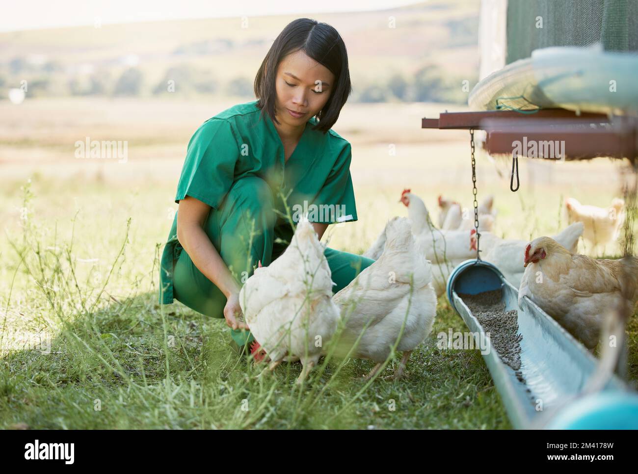 Landwirtschaft, Tierpflege und asiatische Frau mit Huhn für medizinische Untersuchung, Inspektion und Gesundheitsuntersuchung. Landwirtschaft, Tierpflege und Tierärztin auf dem Land Stockfoto