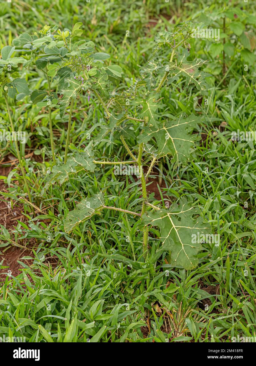 Kleine Nachtschattenpflanze der Art Solanum palinacanthum Stockfoto