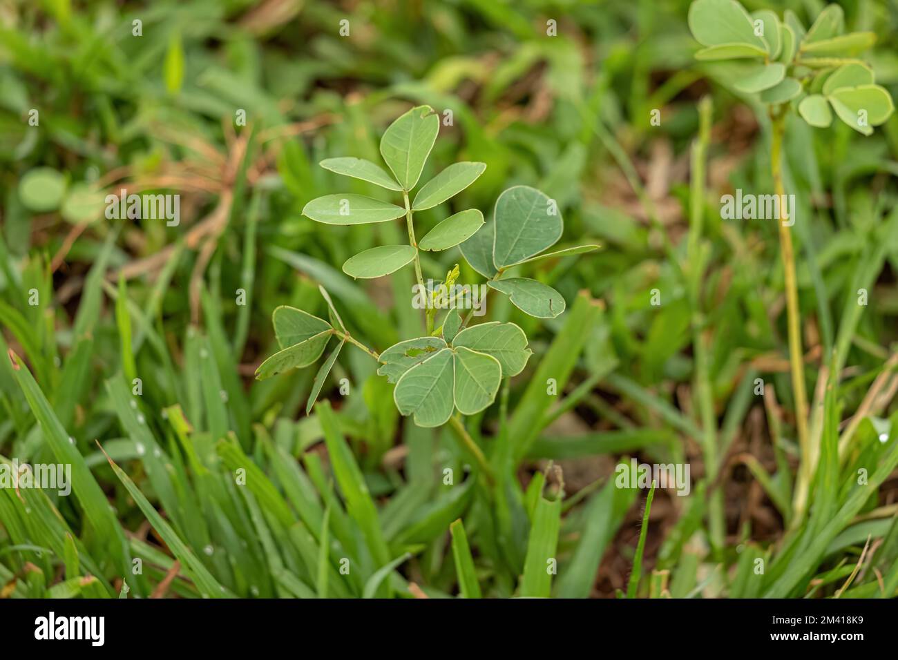 Kleine grüne Pflanze der Familie Fabaceae Stockfoto