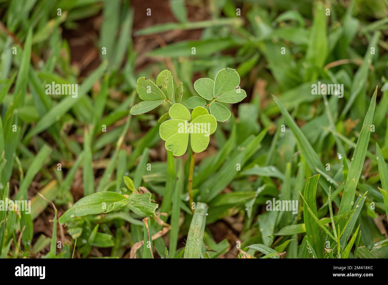 Kleine grüne Pflanze der Familie Fabaceae Stockfoto