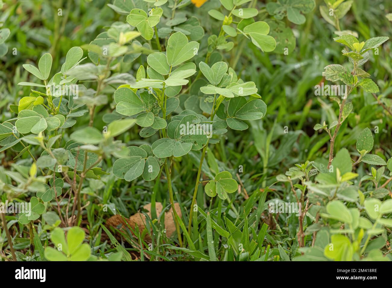 Kleine grüne Pflanze der Familie Fabaceae Stockfoto