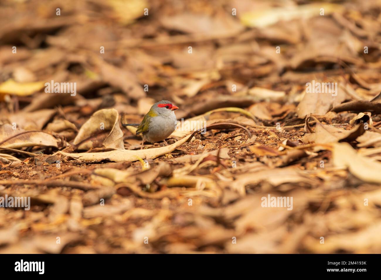 Der rote Brauenfink (Neochmia temporalis) ist leicht an dem leuchtend roten Streifen über dem Auge zu erkennen, der an der Ostküste Australiens liegt Stockfoto