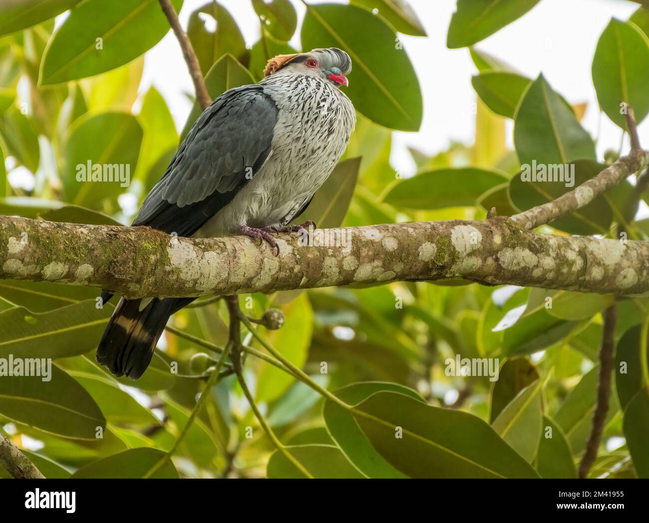 Topknot Pigeon (Lopholaimus antarcticus) ist eine graue Taube mit einem gekrümmten Wappen, das vorne grau und hinten rostig ist. Stockfoto