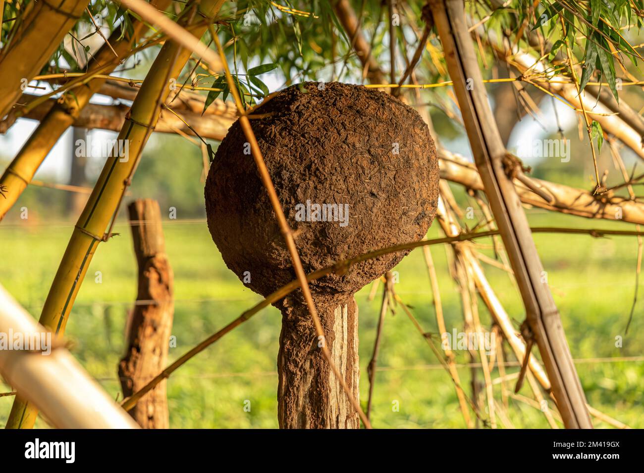 Das Nest der Termiten der Familie Termitidae Stockfoto