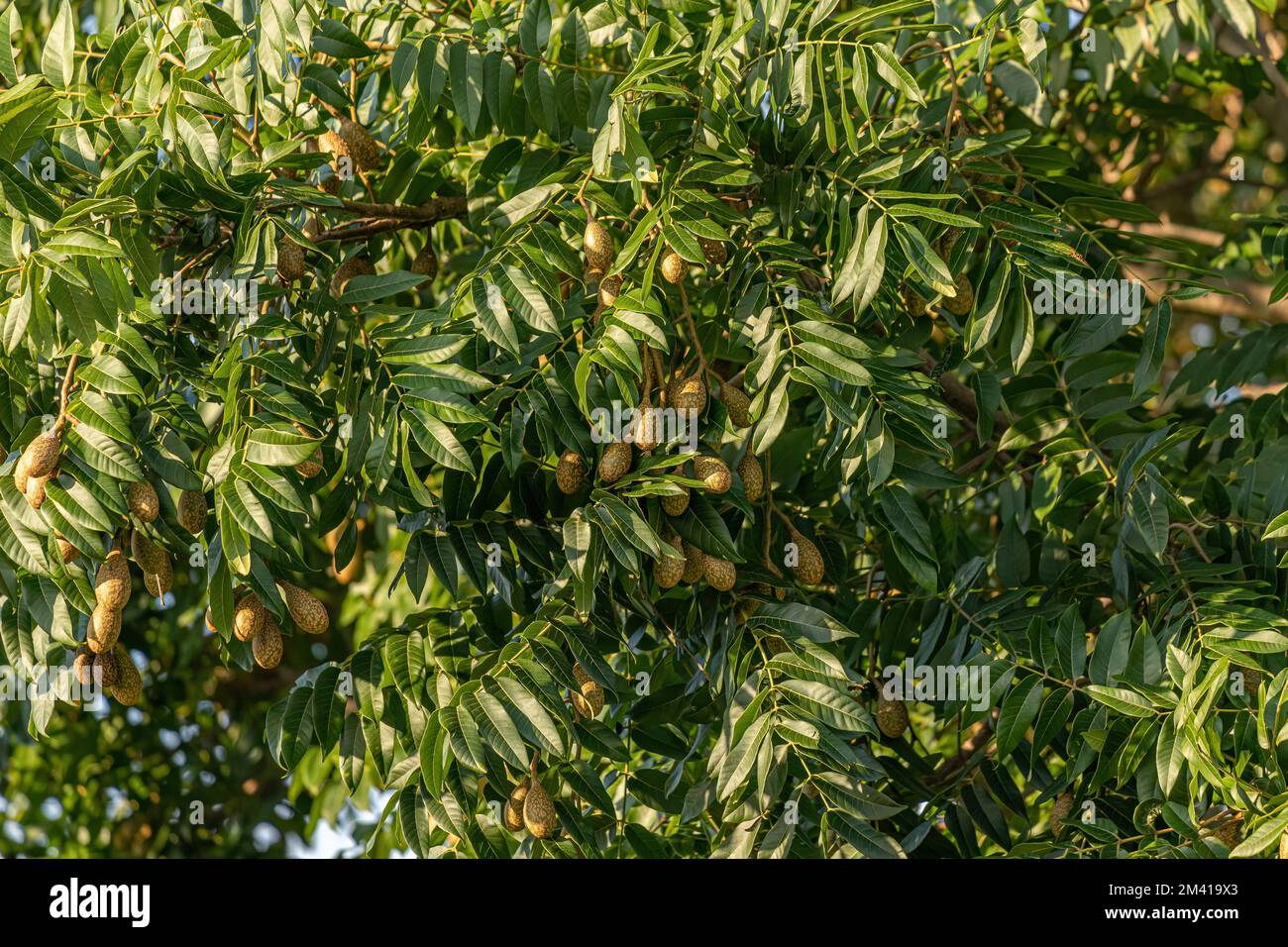 Fruchtbarer Angiospermbaum der Gattung Cedrela Stockfoto