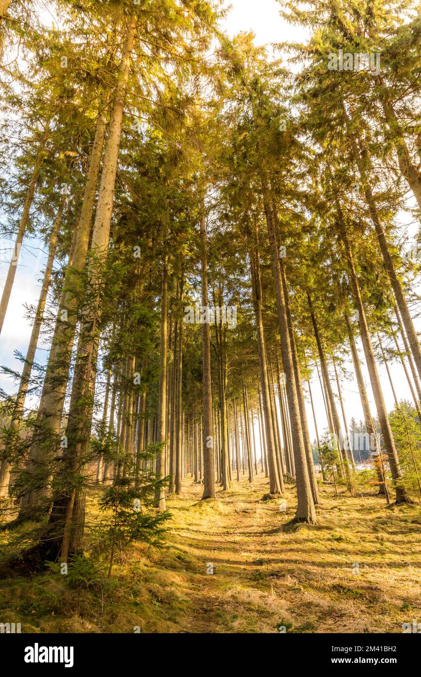 Magische Aussicht auf Wald und Bäume während des Sonnenuntergangs. Sanftes Licht und mystische Farben, Baumstamm und Herbstgras Stockfoto