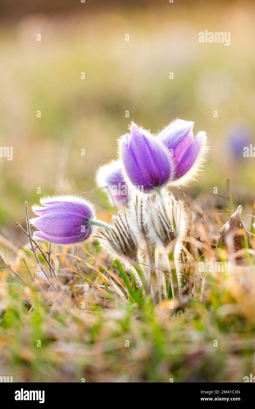 Pasqueblume pulsatilla blüht. Detailliertes Makro mit violetter Blume, aufgenommen während des wunderschönen Frühlingsuntergangs. Der Frühling kommt zur Natur. Weiches Bokeh mit Natu Stockfoto