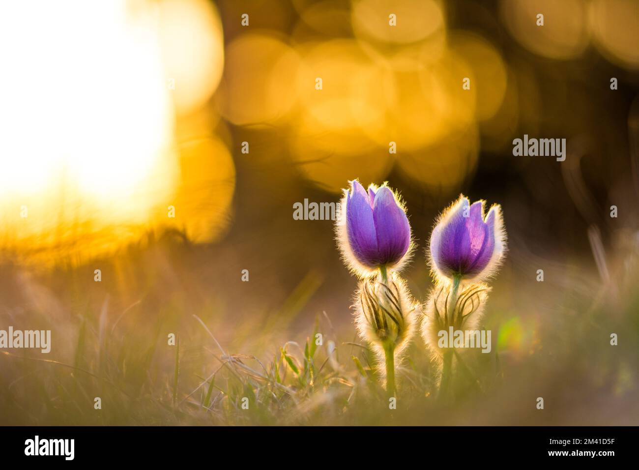 Pasque pulsatilla Blume. Frühlingsblüte im Hintergrund des Sonnenuntergangs, blühende Wiese. Schöne Details, bunter Bokeh Stockfoto