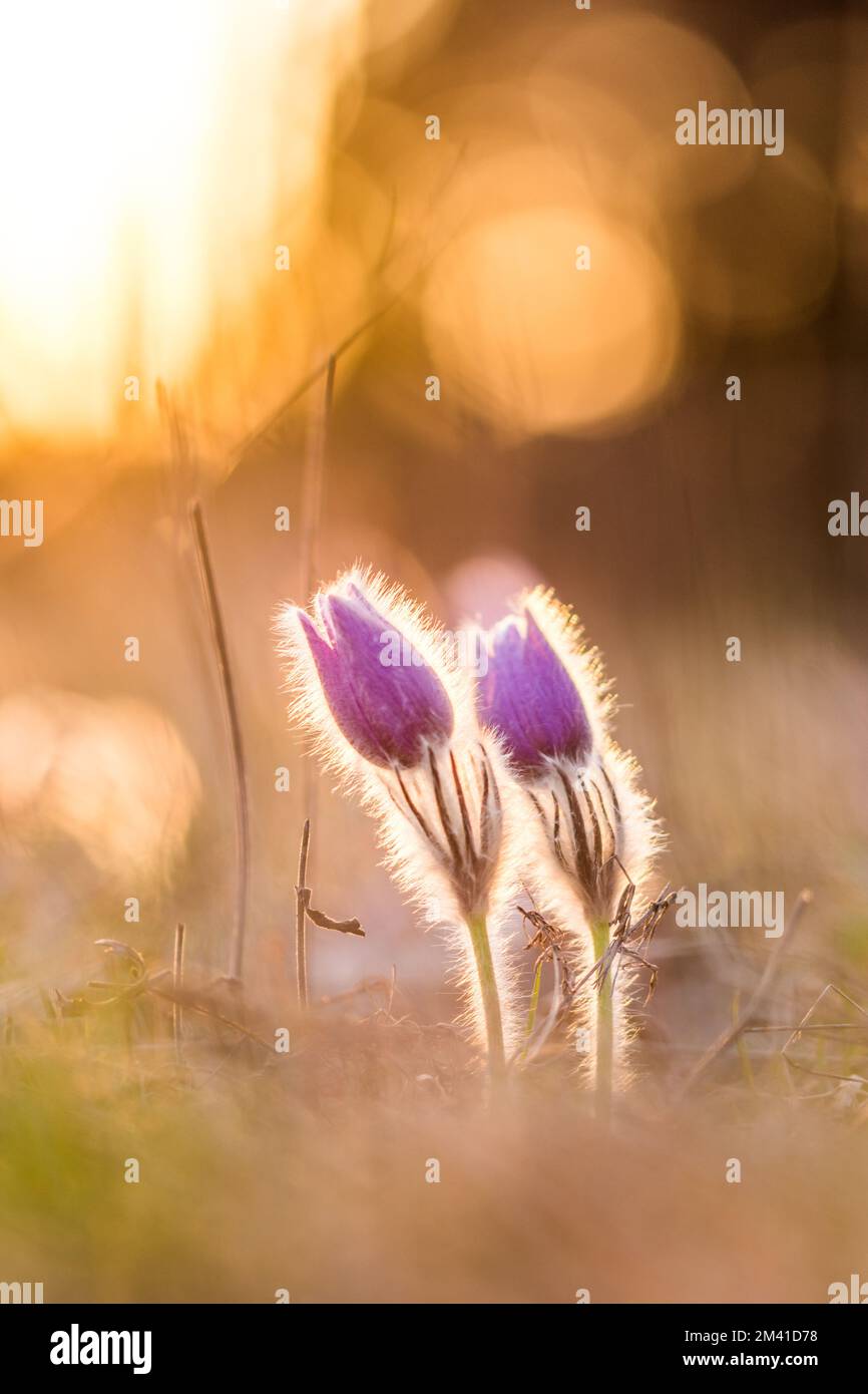 Pasque pulsatilla Blume. Frühlingsblüte im Hintergrund des Sonnenuntergangs, blühende Wiese. Schöne Details, bunter Bokeh Stockfoto