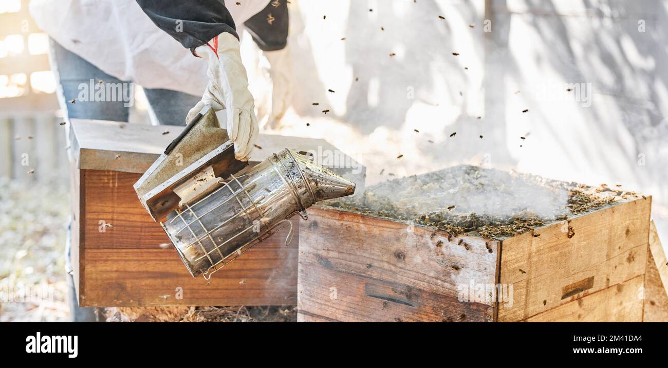 Landwirtschaft, Bienenzucht und Raucher für die nachhaltige Erzeugung von Honig in einer landwirtschaftlichen Außenlandwirtschaft. Landwirtschaft, Bienen, Imker oder Landwirt Stockfoto